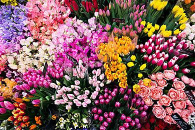 《风来的西林：命运塔与命运的骰子》总销量突破50万