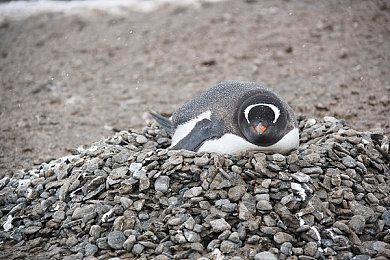 《绝区零》M站媒体均分81 获IGN 8分GS 7分评价